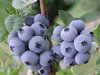 maviyemiş_bluecrop