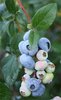 maviyemiş_lateblue