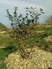 maviyemiş_05