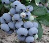 maviyemiş_bluegold