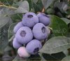 maviyemiş_darrow